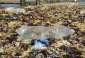 Materiales plásticos cuya degradación supera los 500 años, son cada vez más presentes en zonas costeras. Foto: Raúl San Miguel
