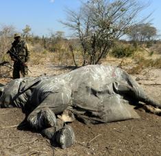 Los primeros 169 cadáveres fueron encontrados a principios del pasado mes de mayo en el delta del Okavango. Foto: Reuters.