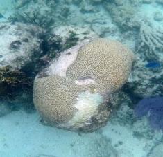 Cuando los pedazos de coral se desprenden y se acumulen en el arrecife, esto impide el crecimiento de nuevos corales. Foto: EFE