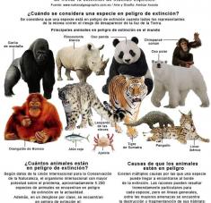 Infografía día mundial de los animales cuba