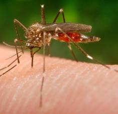 Se investiga si los 18 casos de meningoencefalitis vírica detectados en la provincia de Sevilla están relacionados con una picadura del 'Aedes japonicus'. De momento, cuatro pacientes han dado negativo. 
