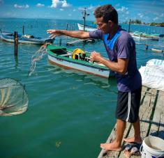 Las trampas son lanzadas al mar para la captura de la Jaiba (Callinectes sapidus), famosas en Antilla por la calidad de sus masas nutritivas y baja en colesterol, de elevado contenido proteínico y sabor delicioso de este crustáceo que habita y procrea en las aguas del interior de la Bahía de Nipe, provincia de Holguín, Cuba