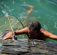 La captura de la Jaiba (Callinectes sapidus) en Antilla hacen famosa a esta ciudad por la calidad de sus masas nutritivas y baja en colesterol, de elevado contenido proteínico y sabor delicioso de este crustáceo que habita y procrea en las aguas del interior de la Bahía de Nipe, provincia de Holguín, Cuba, el 4 de agosto de 2020.