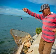 Las trampas son lanzadas al mar para la captura de la Jaiba (Callinectes sapidus), famosas en Antilla por la calidad de sus masas nutritivas y baja en colesterol, de elevado contenido proteínico y sabor delicioso de este crustáceo que habita y procrea en las aguas del interior de la Bahía de Nipe, provincia de Holguín, Cuba