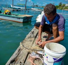 a captura de la Jaiba (Callinectes sapidus) en Antilla hacen famosa a esta ciudad por la calidad de sus masas nutritivas y baja en colesterol, de elevado contenido proteínico y sabor delicioso de este crustáceo que habita y procrea en las aguas del interior de la Bahía de Nipe, provincia de Holguín, Cuba