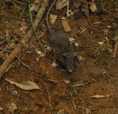 El zoólogo autor del estudio ha calificado el descubrimiento de un "caso abrumador". Por ahora los científicos están interesados en explorar cuáles son los factores que causaron esta extraordinaria biodiversidad en la isla indonesia de Célebes. Foto: Kevin Rowe, Museums Victoria.