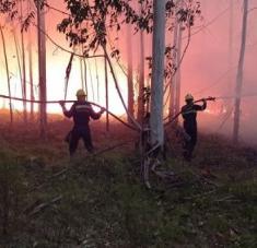 El Ministerio del Interior de Uruguay precisó que, del total de hectáreas afectadas, 14.600 son forestadas. Foto: Twitter @Minterioruy