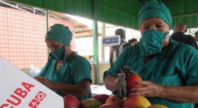 Bajo la marca comercial D’Ceballos, ese colectivo diversifica las producciones con nuevas variedades de piña que dan respuesta a las indicaciones de las visitas gubernamentales al territorio, declaró su director Wilber Bringas Fernández.