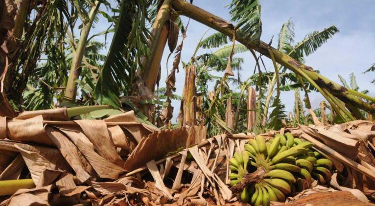 Foto: Rommell González