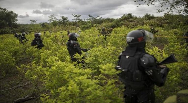 Según el documento las cifras demuestran el aumento del 15 por ciento en las hectáreas de cultivos y un alza del 7.9 en la producción de cocaína en comparación con 2019. Foto: AP