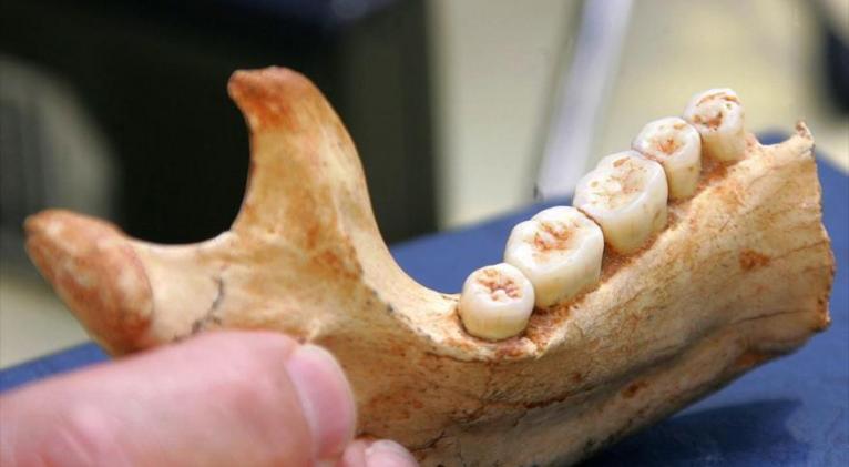 Hueso mandibular atribuido al Homo antecessor de aproximadamente 800.000 años de antigüedad.