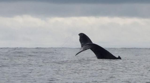 El joven fue engullido y luego escupido por una ballena jorobada, un animal frecuente en las aguas de Chile en esta época del año.