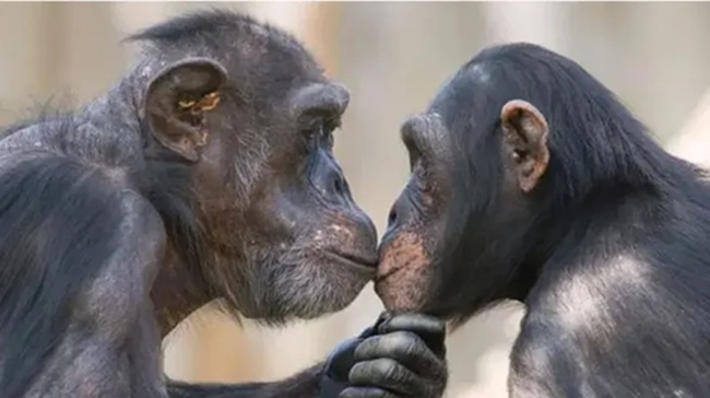 Dos grandes simios besándose Dos grandes simios besándose