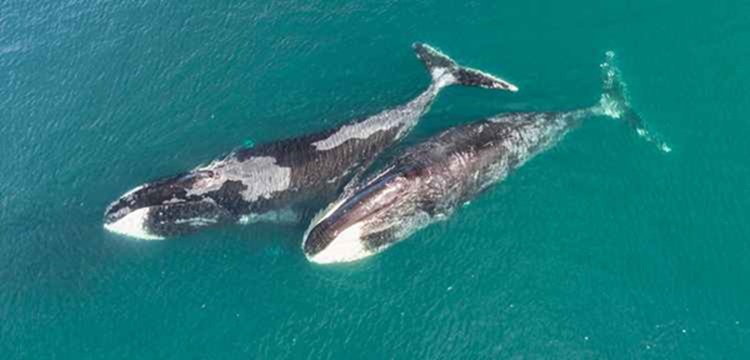 Photo: Lars Bejder / Marine Mammal Research Program