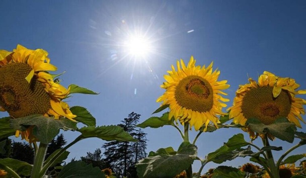 Girasoles bajo el sol. Equinoccio.