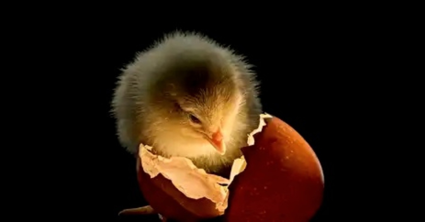 Pollito