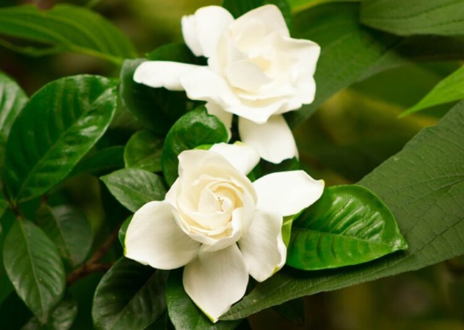 Dos gardenias