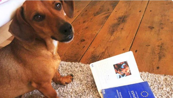 Pasaporte para tu perro