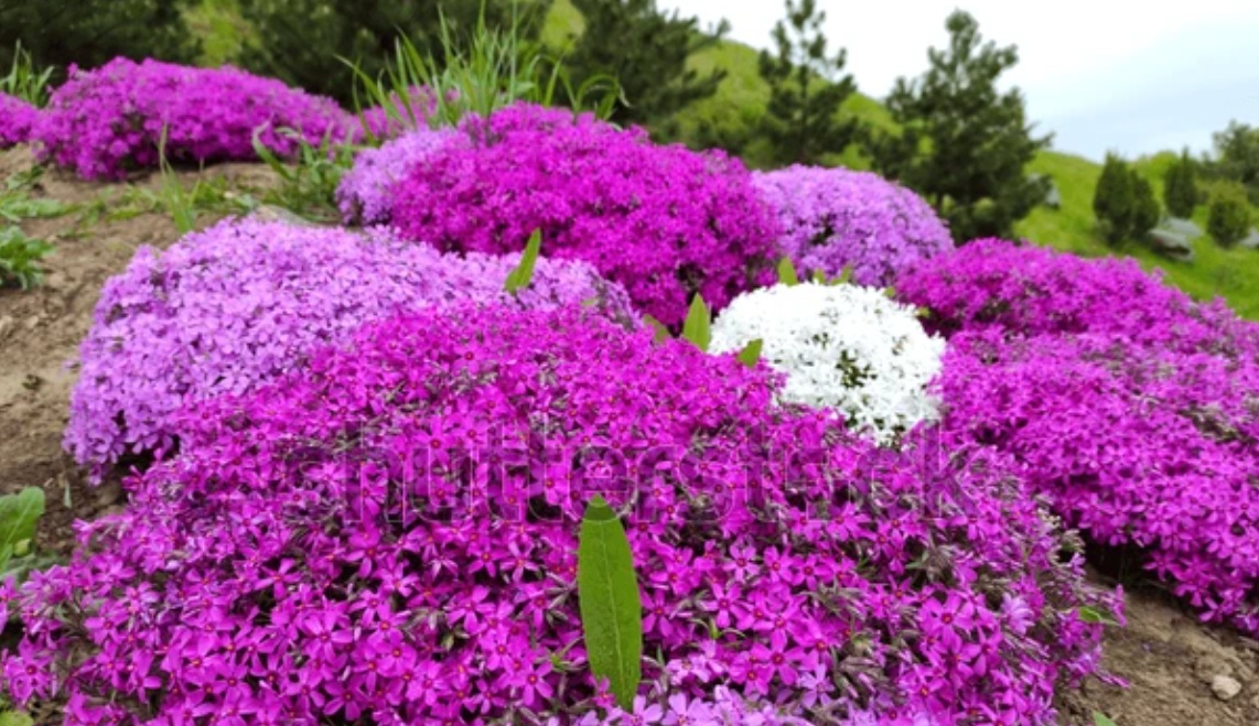 Florecimiento de la Phlox subulata en Norteamérica