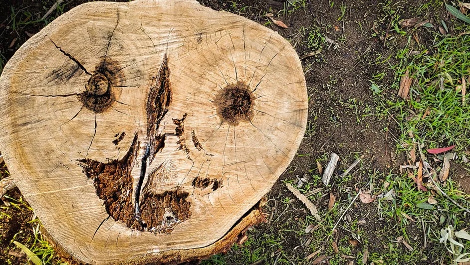 Pareidolia árbol-rostro