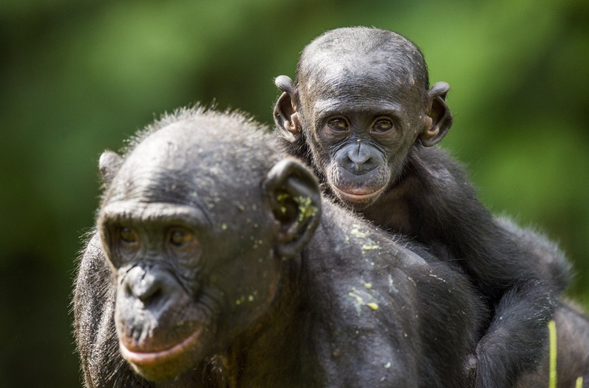 madre bonobo con su cría a la espalda