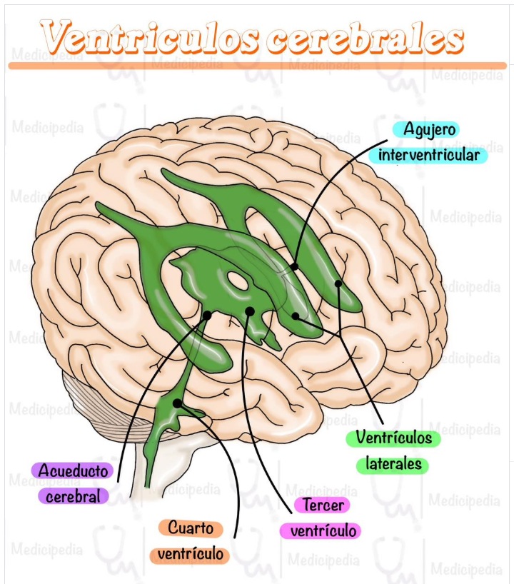 Imagen para graficar los ventrículos cerebrales