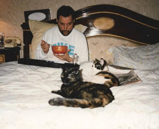 Freddy Mercury y sus gatos en la cama Freddy Mercury y sus gatos en la cama