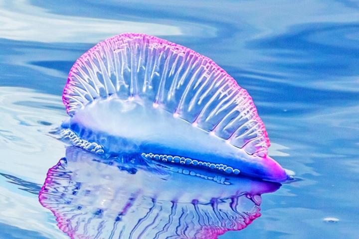 Criaturas marinas venenosas plagan las playas europeas en medio de temperaturas extremas Criaturas marinas venenosas plagan las playas europeas en medio de temperaturas extremas