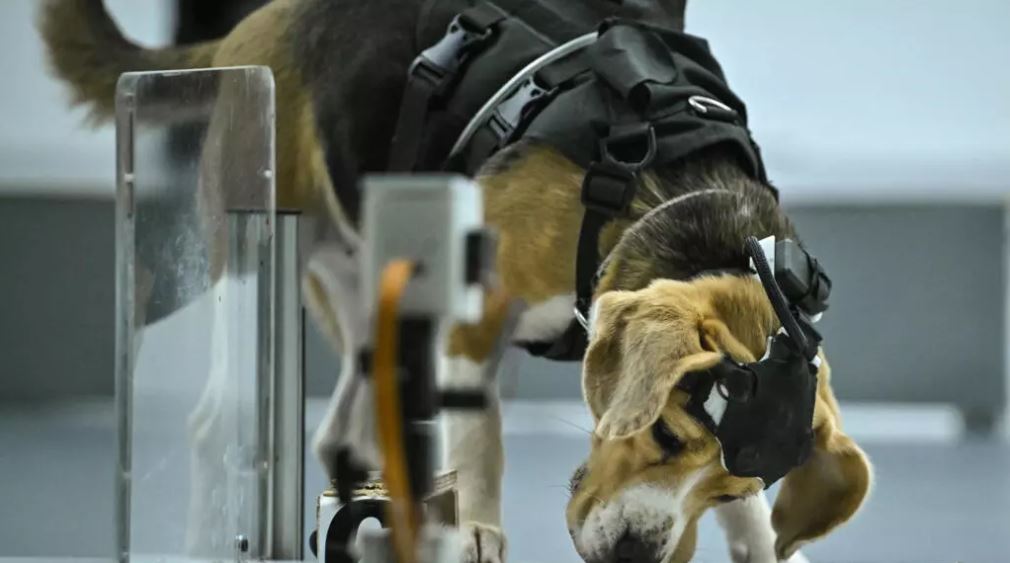 Perros para detectar el cáncer