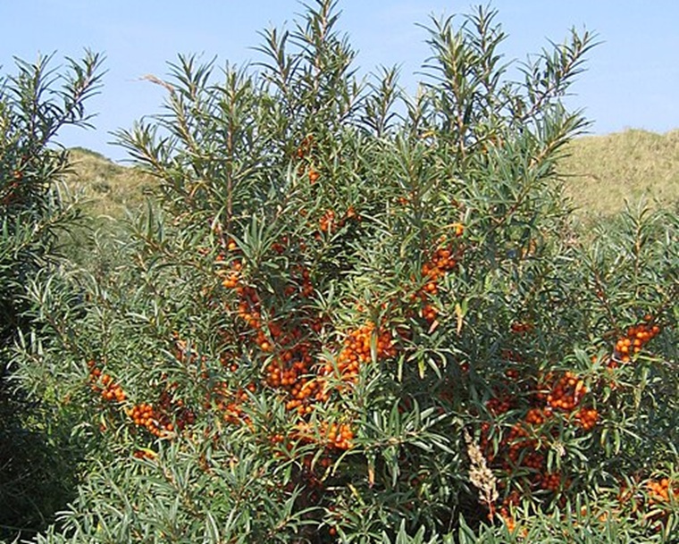 El espino amarillo, Hippophae rhamnoides
