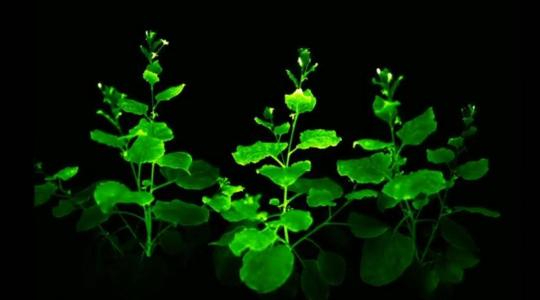 Plantas luminiscentes