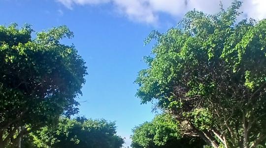 Trees on Fifth Avenue