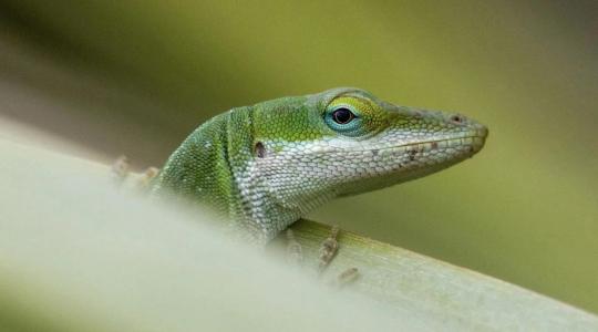 Lagarto