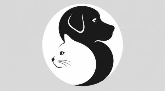 Perro o gato