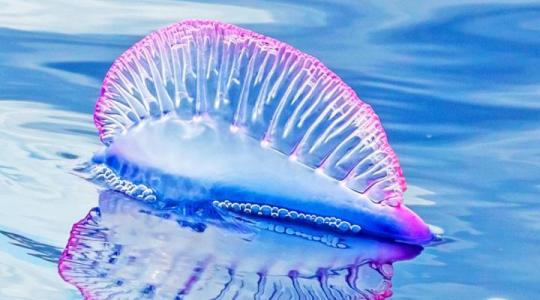 Criaturas marinas venenosas plagan las playas europeas en medio de temperaturas extremas