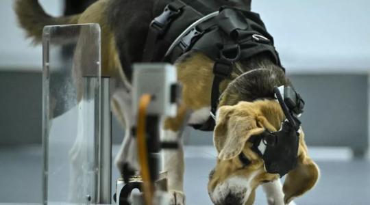 Perros para detectar el cáncer