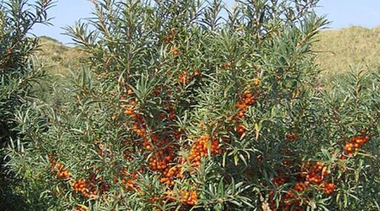 El espino amarillo, Hippophae rhamnoides