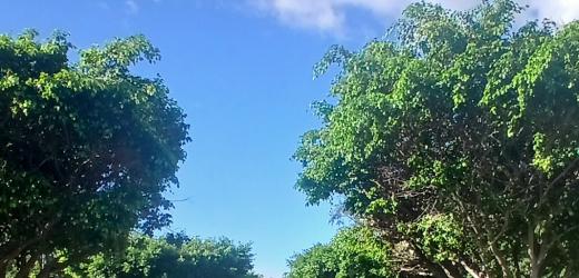 Árboles en Quinta avenida